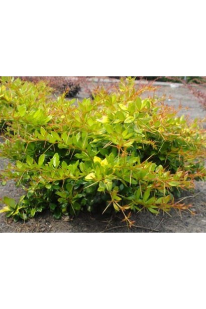 Барбарис середній Дуал Джевел